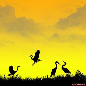 Siluetnye fotografii