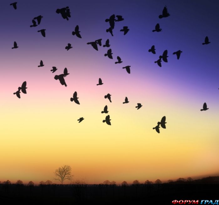 Siluetnye fotografii