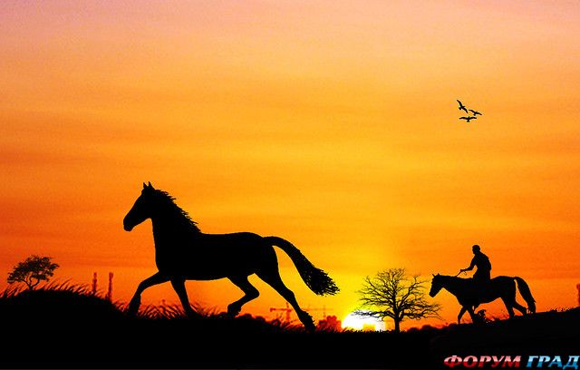 Siluetnye fotografii