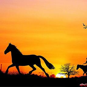 Siluetnye fotografii