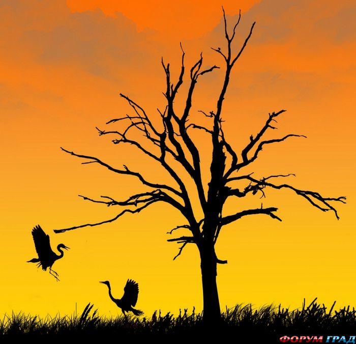 Siluetnye fotografii