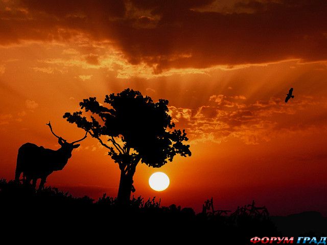 Siluetnye fotografii