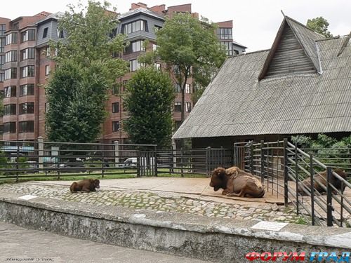 Калининградский зоопарк