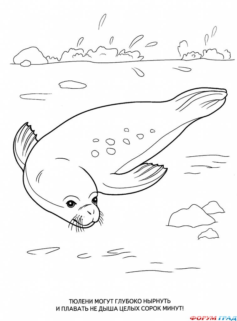 Детские раскраски морские обитатели