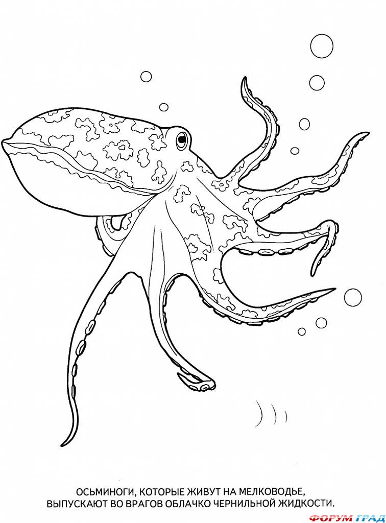 Детские раскраски морские обитатели