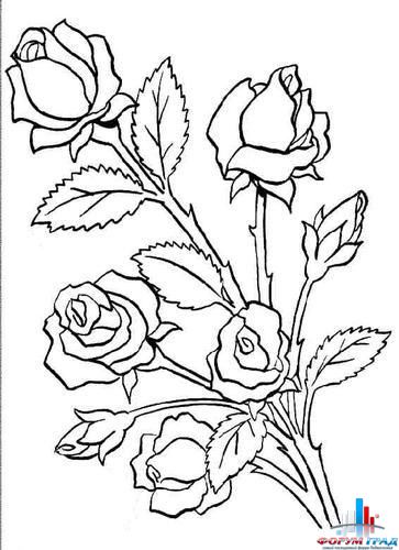 Раскраски цветов