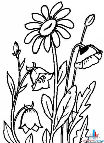 Раскраски цветов