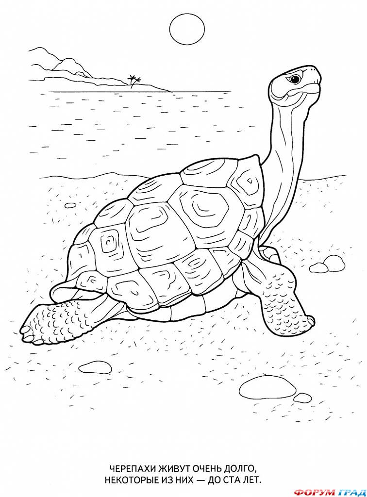 Детские раскраски морские обитатели
