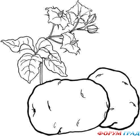 Детские раскраски овощи