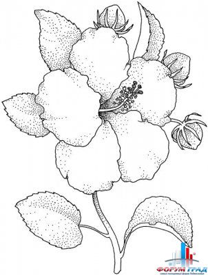 Раскраски цветов