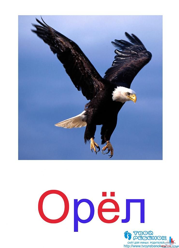 Развивающие карточки по Глену Доману
