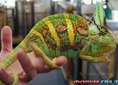 Хамелеон. Экзотическое животное