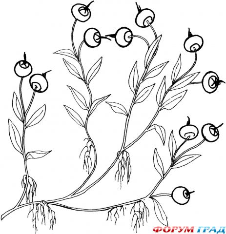 Раскраски фрукты и ягоды