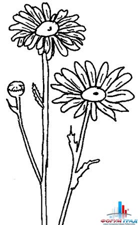 Детские раскраски цветы