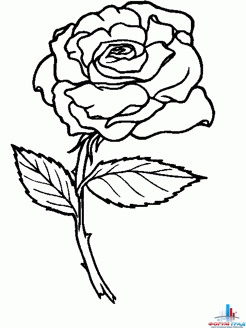 Раскраски цветов