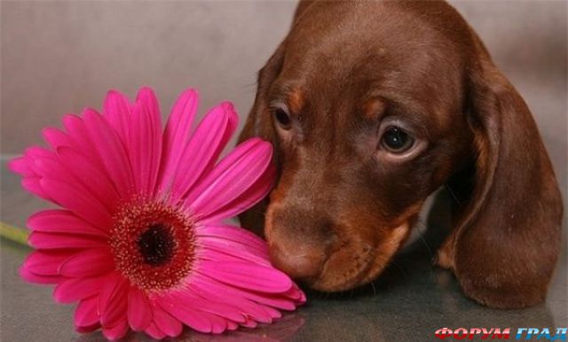 Милая собачка