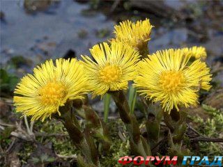 Мать-и-мачеха