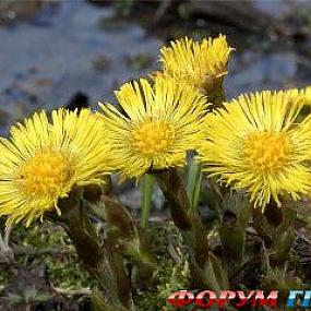 Мать-и-мачеха