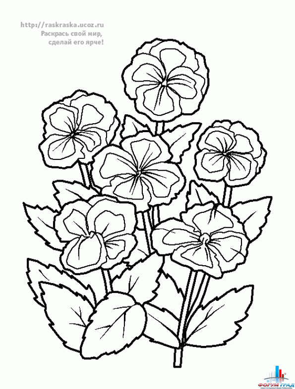 Раскраски цветов