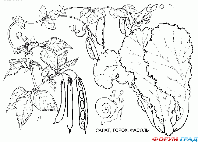 Детские раскраски овощи