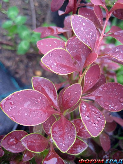 Барбарис тунберга Голден Ринг