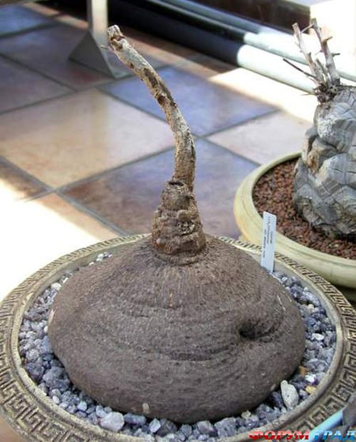 Cyphostemma elephantopus