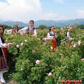 Dolina roz