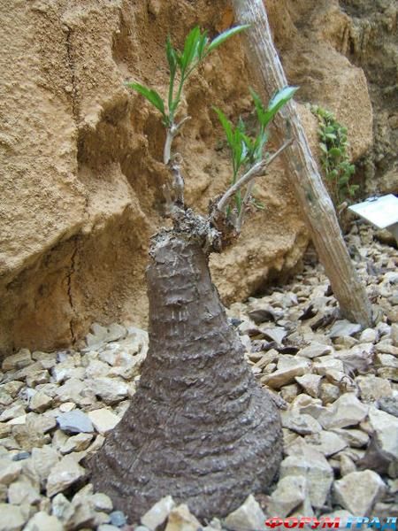 Cyphostemma elephantopus