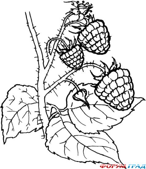 Раскраски фрукты и ягоды