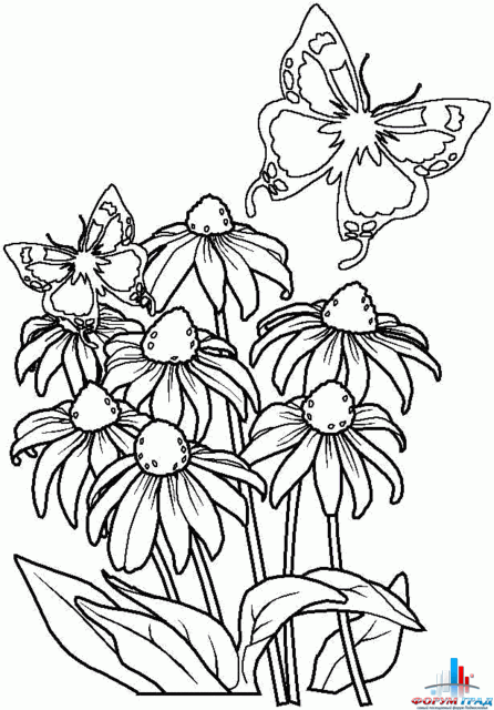 Раскраски цветов