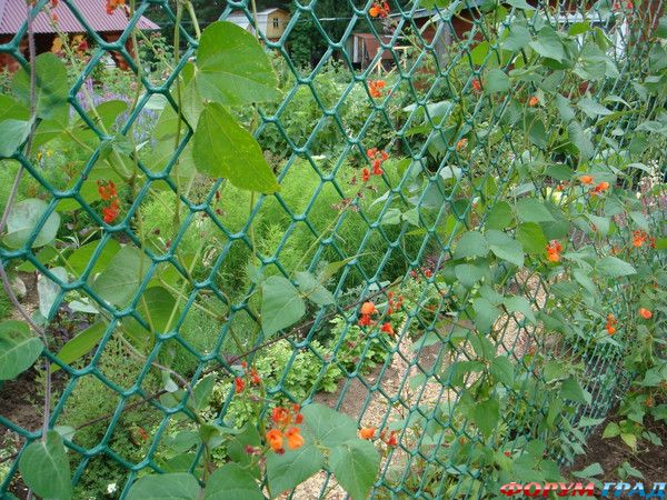 Цветы как украшение на заборе