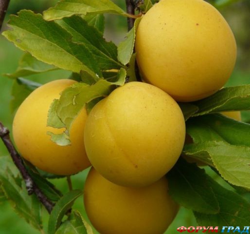 Алыча Злато скифов