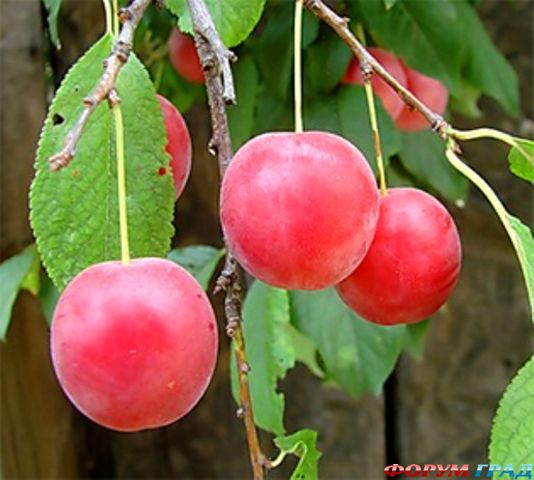 Алыча Несмеяна