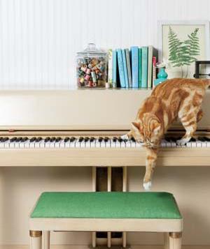 Животное в квартире