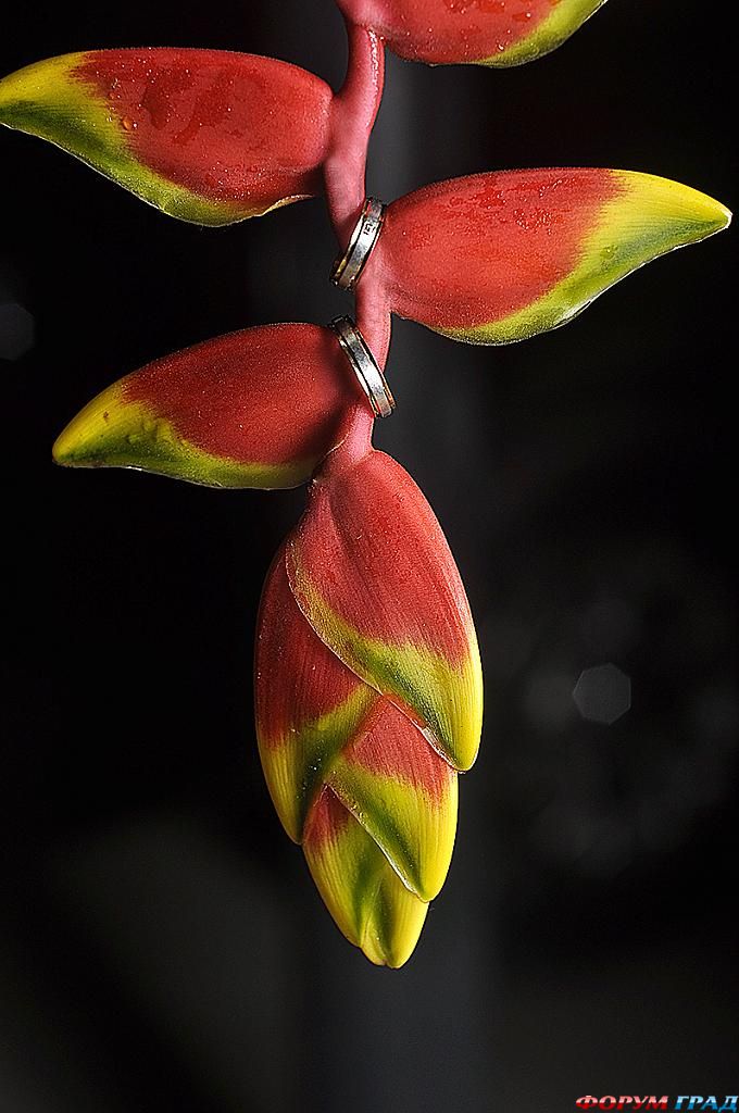 ring-and-flowers-104