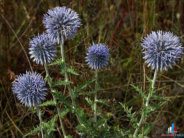 21139f48f0e3c33816e79b5d89c164bc