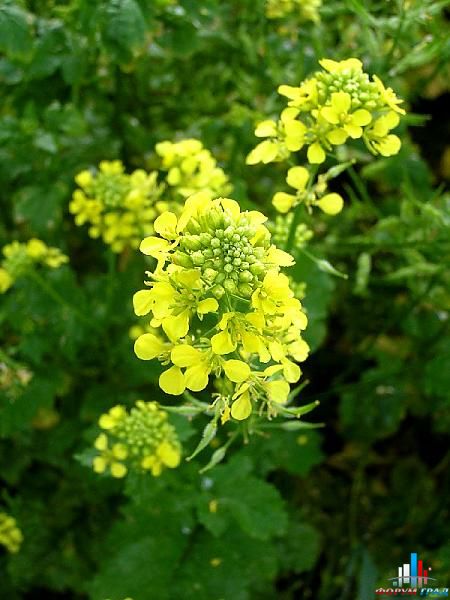 48a80c11d61792a5a7008ba12063ef8e