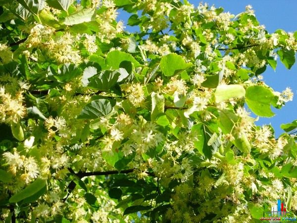 6b63b13c4fb7bddea548a856f9826dbd