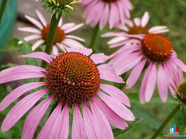 c376063a196c142619a33a0e8bf6a569