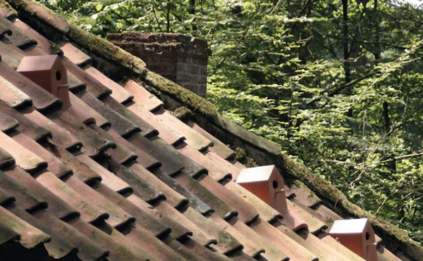 tiles-roof-birds