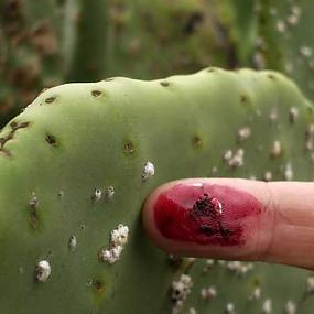 bizarre-food-ingredients-6