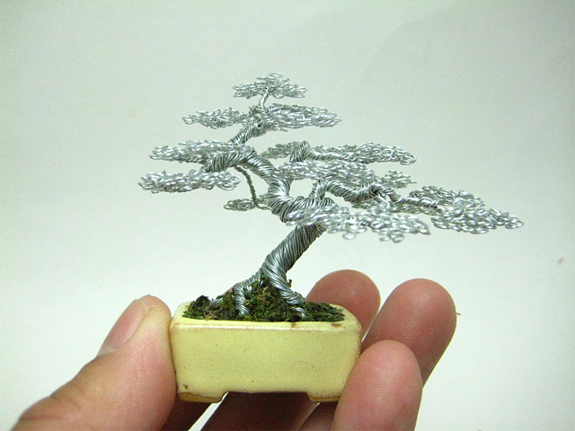 bonsai-3