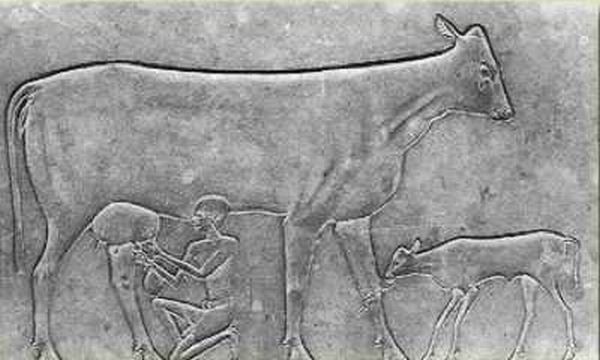 fascinating-facts-about-cheese-3