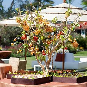 manzanita-branches-for-weddings-12