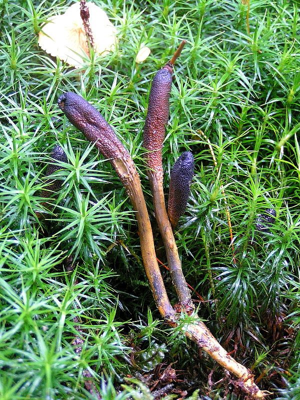 weirdest-foods-to-get-you-in-the-mood-5