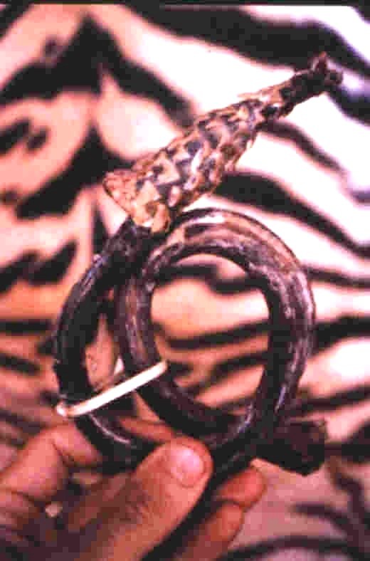 weirdest-foods-to-get-you-in-the-mood-8