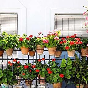 flowering-balconies-terraces-10