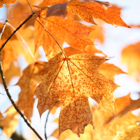 season-autumn-foliage-01