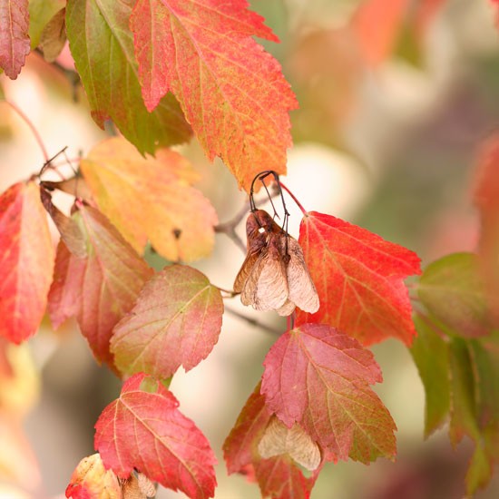 season-autumn-foliage-04