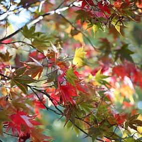 season-autumn-foliage-06
